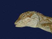 Short-legged japalura Collection Image, Figure 7, Total 7 Figures
